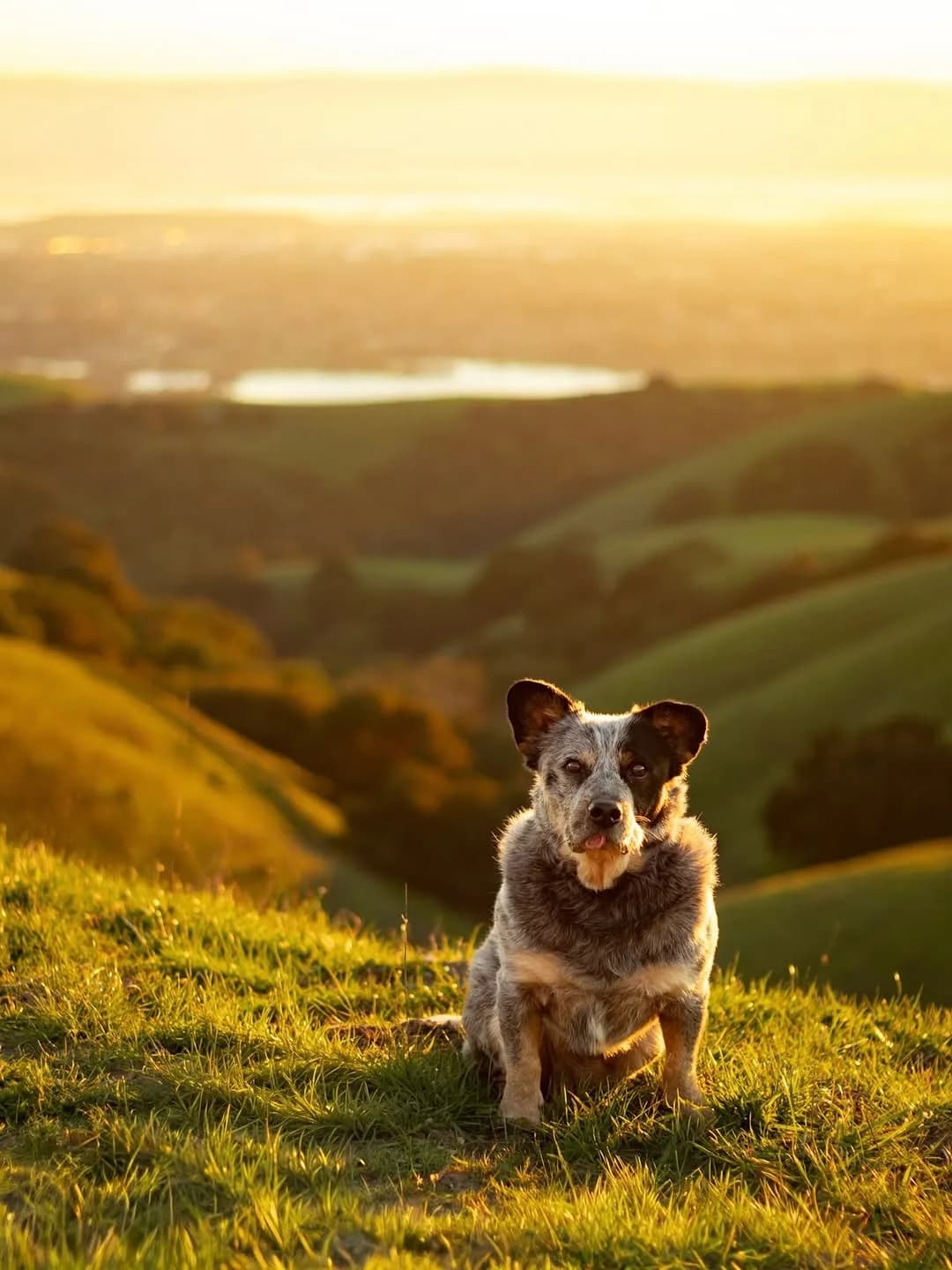 Obsessed with the green in the east bay hills right now!
#eastbay #rescuedog #australiancattledog #dogphotography